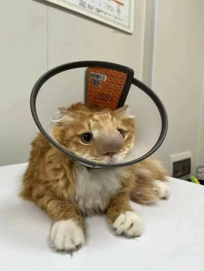 Попытка съесть пчелу закончилась неудачей.