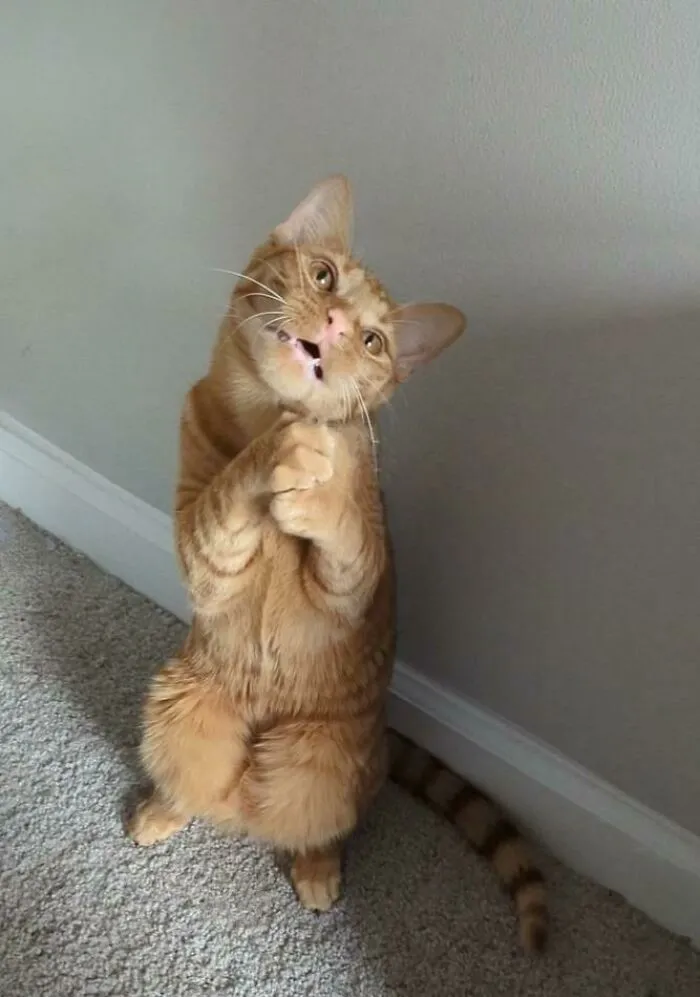 «Пожалуйста, дай еще вкусняшку».