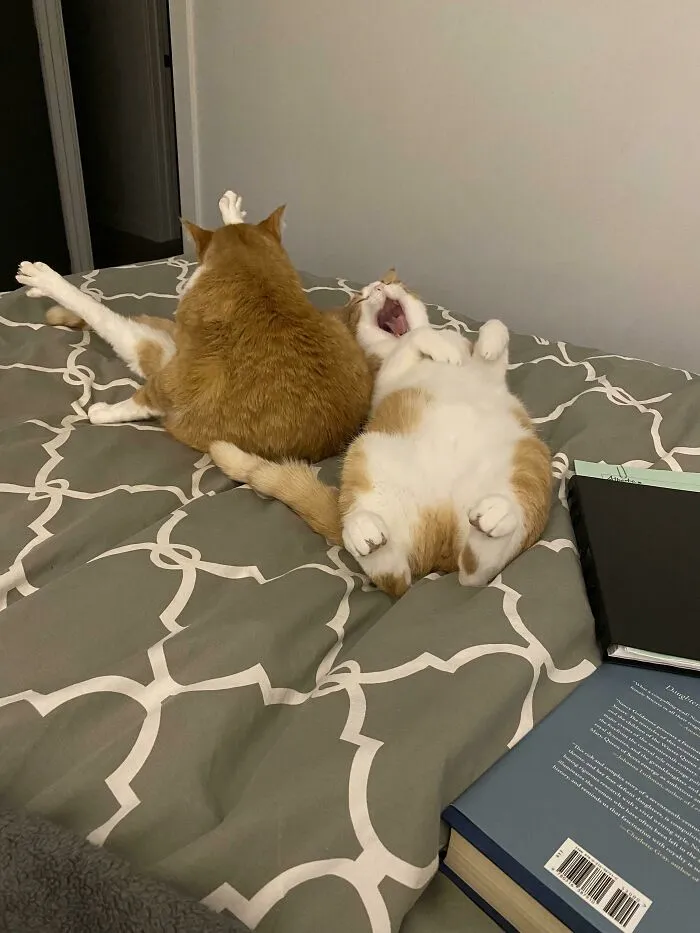 Ну как можно не любить этих забавных пушистиков?