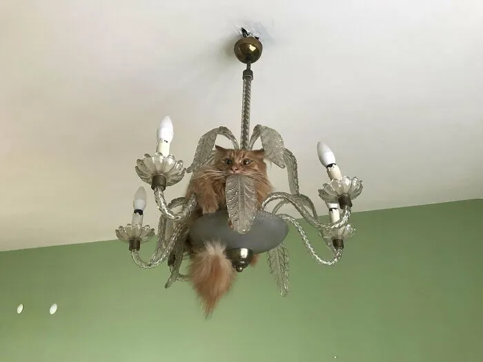 «Мой апельсинчик нашел новое место для пряток».