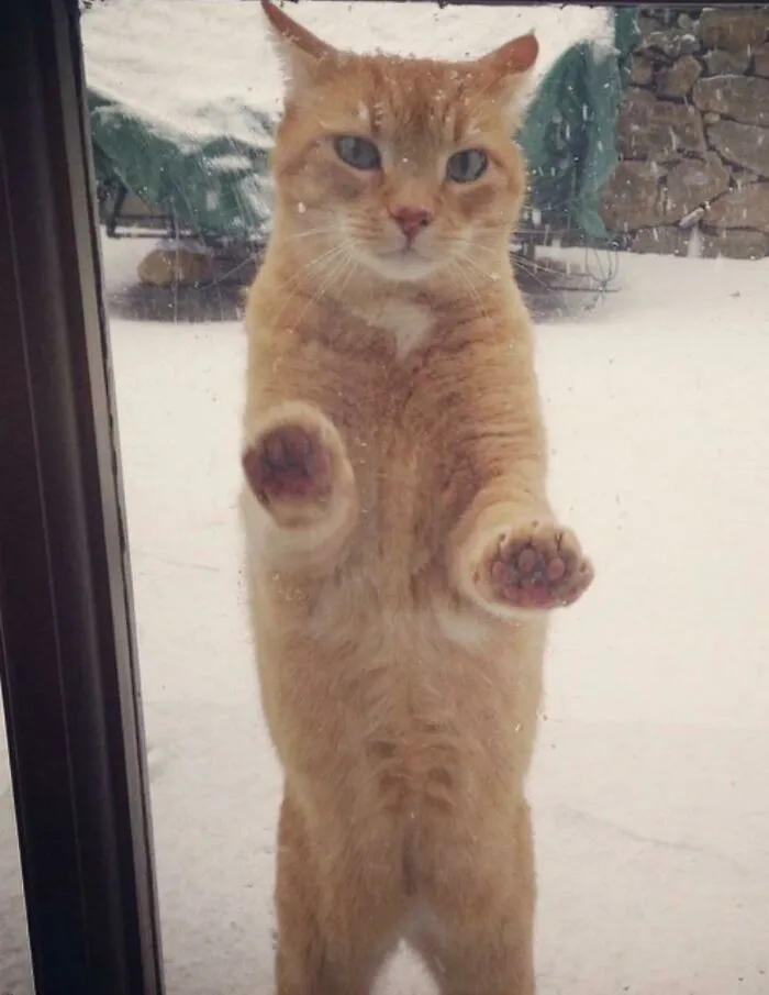 «После нескольких часов беспрерывного мяуканья она вышла на улицу и поняла, что снег на самом деле холодный и мокрый».