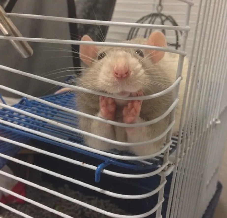 «Хозяйка, я весь день думал о тебе».