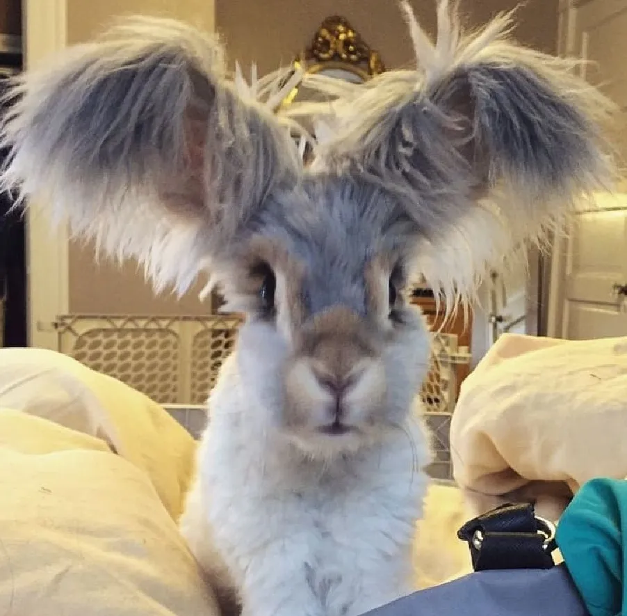 Это Уолли — кролик с большими ушами, похожими на крылья.