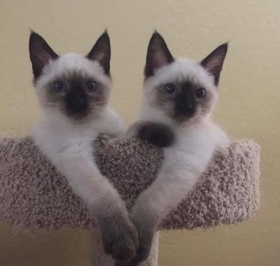 Сиамские котята показывают хозяевам свою любовь.