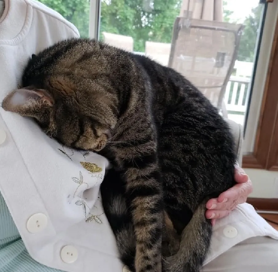 «Наш кот любит спать, сидя на моей бабушке».