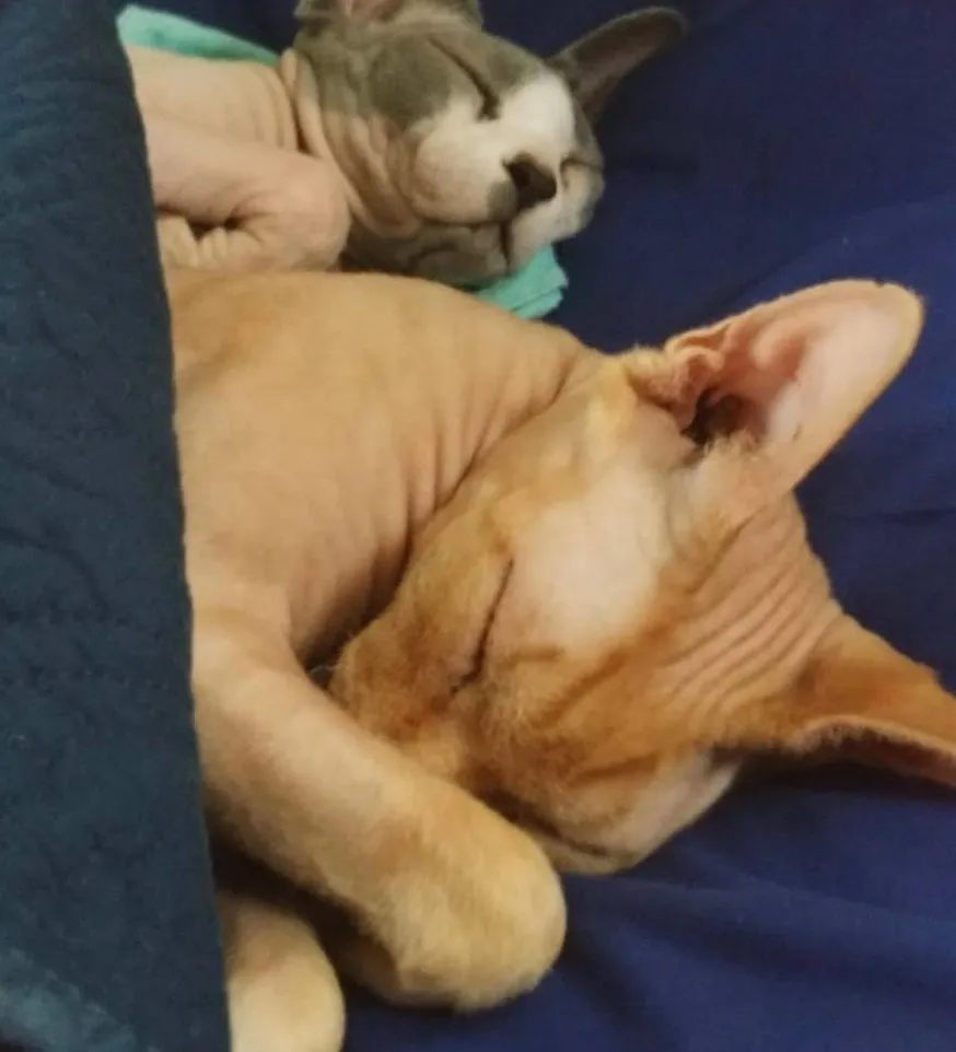 «Ну как встать с постели и пойти на работу, не разбудив этих крошек?»