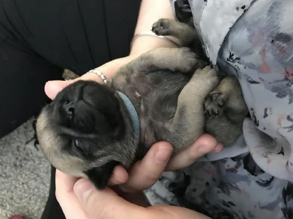 «Наш новый член семьи — мопс Хаксли».