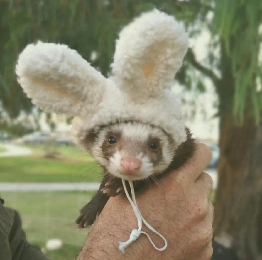 Это Эви — хорек-путешественник.