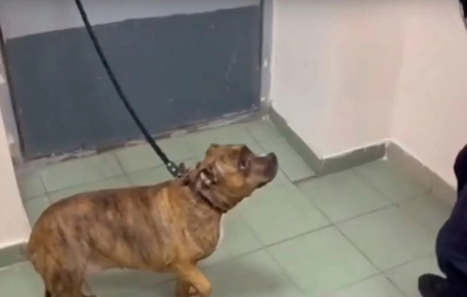 Стаффордширский терьер мальчик. Клички для собак девочек американский стаффордширский терьер. Американский стаффордширский терьер клички. Стаффордширский терьер булли. Имена для стаффа девочки.