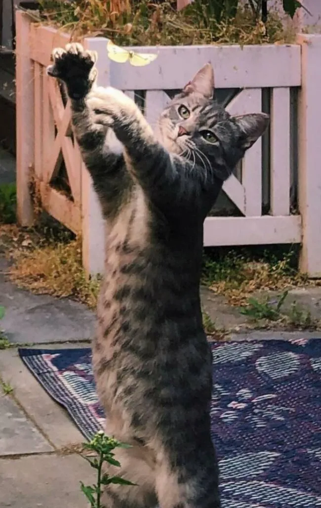 «Сегодня Каспер пытался поймать бабочку».