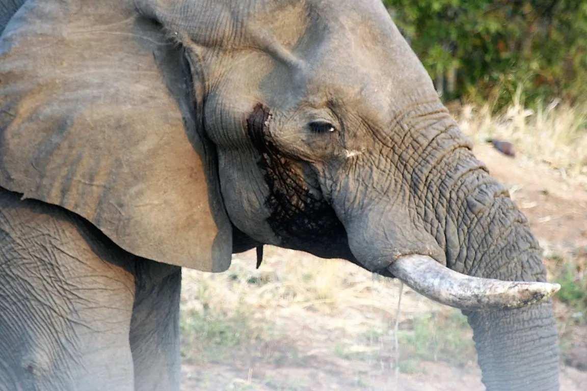Во время муста у слона выделяется специальная жидкость, зрачки становятся расширенными, а поведение неконтролируемым.