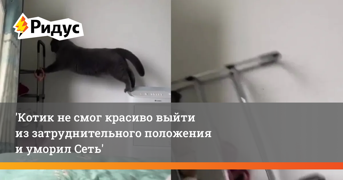 Генератор котиков нейросеть Генератор котиков нейросеть