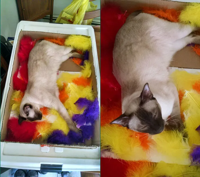 «Я запретила Сэмми валяться в этих перьях. Но, кажется, ему все равно».