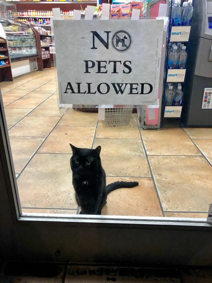 Никаких питомцев. Кроме котика, конечно.