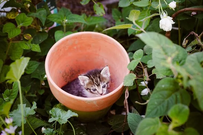 Маленький помощник.