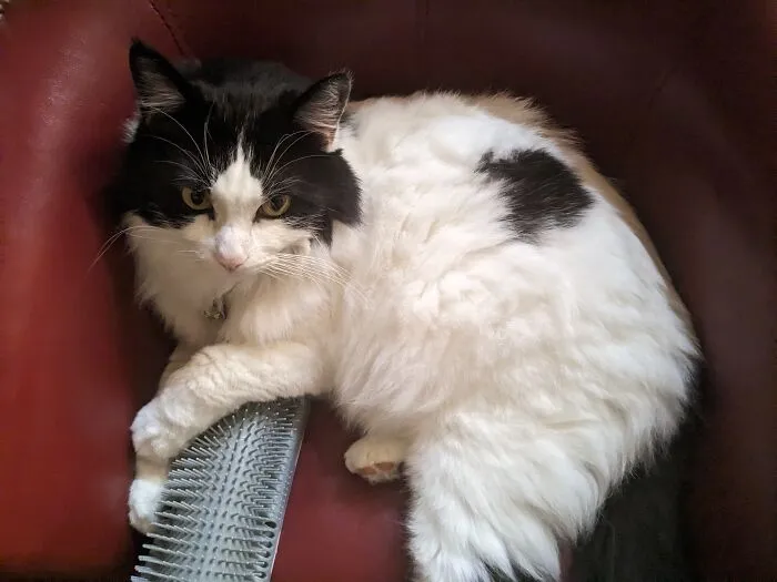 «Он никому не позволяет прикасаться к его любимой щетке».