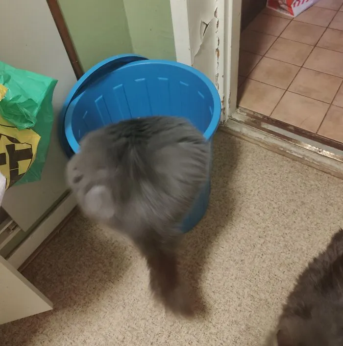 Зачем пить из миски, когда можно пить из ведра?