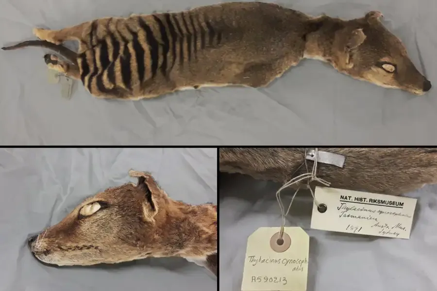 Останки сумчатого волка, которые были использованы в исследовании.