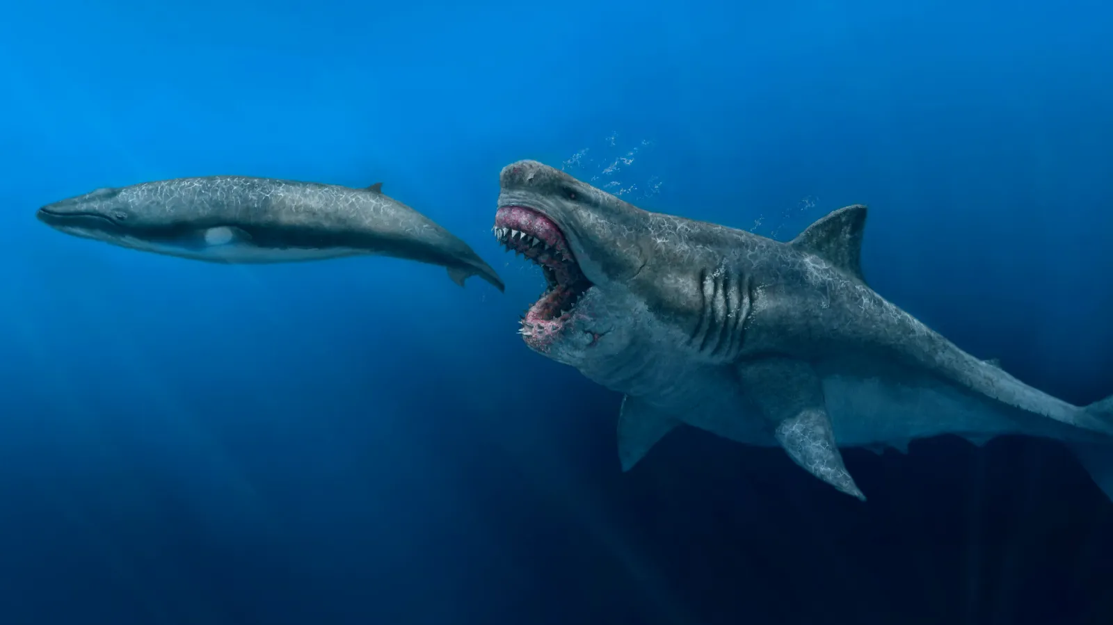 Учёные до сих пор гадают, как именно выглядел мегалодон, поскольку за сто лет были найдены в основном отдельные позвонки и зубы этой рыбы.