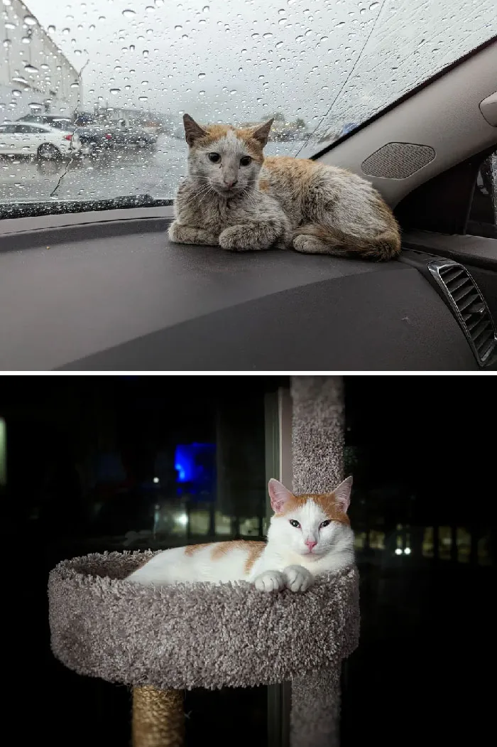 «Нашла эту семимесячную кошечку в своем магазине».