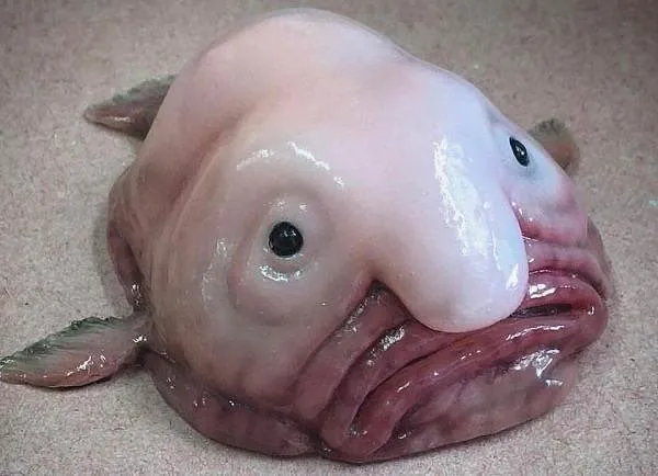 Флаундер, если бы «Русалочку» снимал Звягинцев.