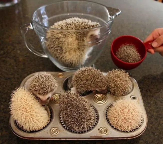 Ежики притворяются кексами.