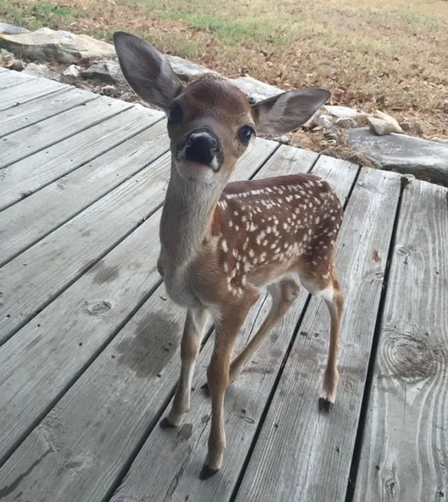 «Недавно ко мне на крыльцо пришел олененок».