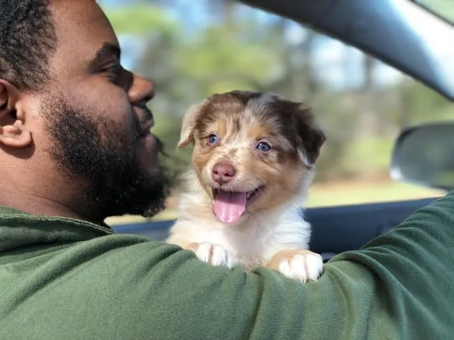 «Моему щенку явно понравилась первая поездка на машине».