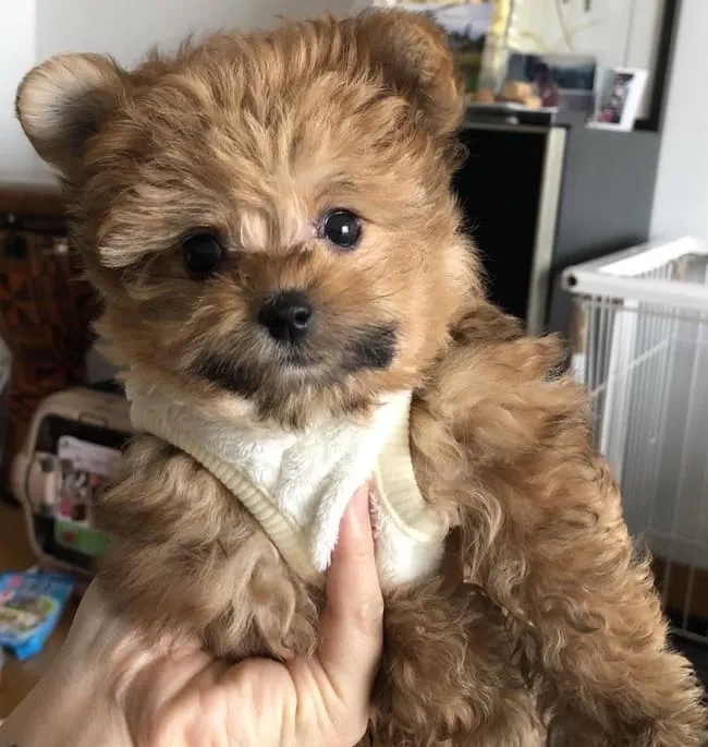 Плюшевый мишка ожил.