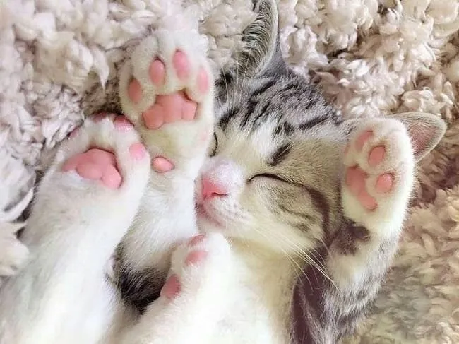 Как можно так мило спать?