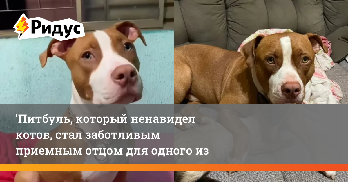 Питбуль авто хабаровск