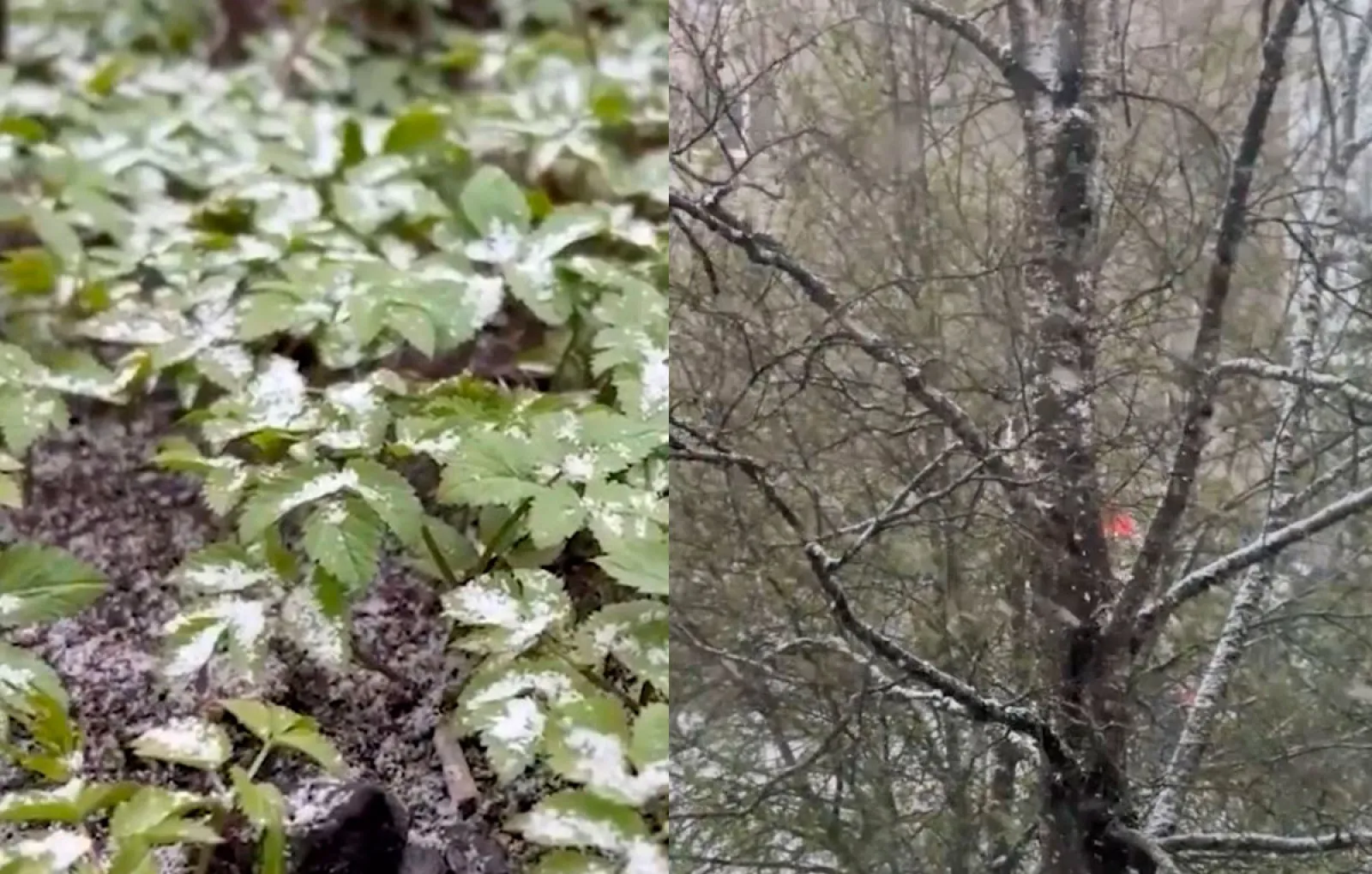 Пользователи соцсетей публикуют видео апрельских снегопадов в городах России