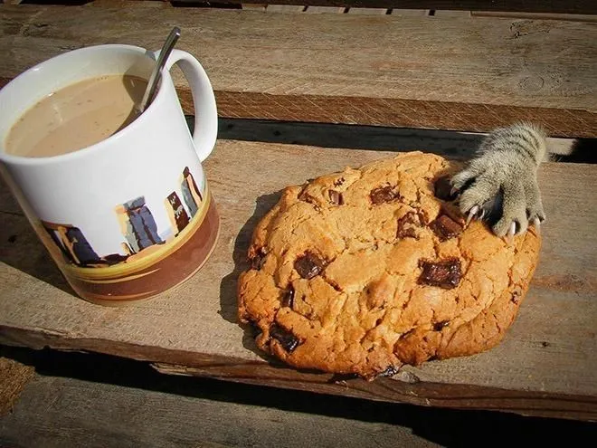 Кража печеньки.