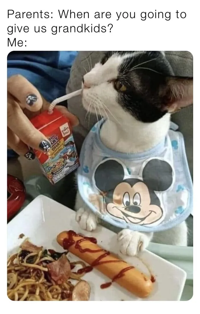 Когда родители ждут внуков, но ты заводишь кота.