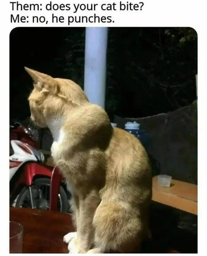 Этот кот не кусается, он бьет.