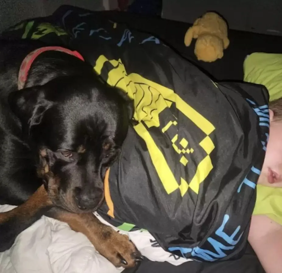 Сейчас собачка каждую ночь внимательно следит за состоянием ребенка и работой его глюкометра, который он использует, даже когда спит. 