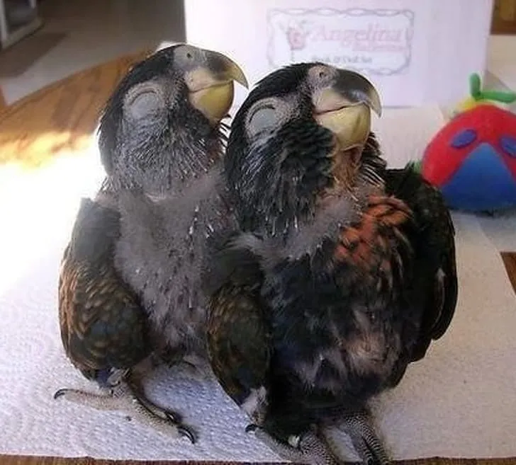 Пташки-улыбашки.