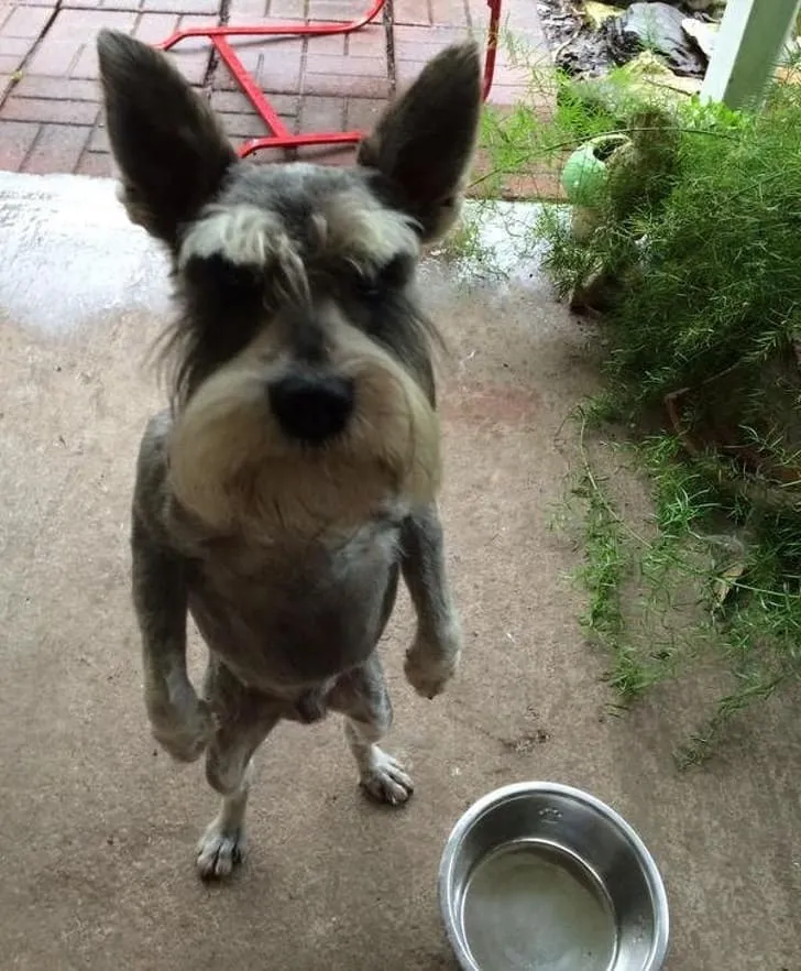 «Я здесь, чтобы устроить тебе взбучку и закопать косточку. Как видишь, косточки у меня уже нет».