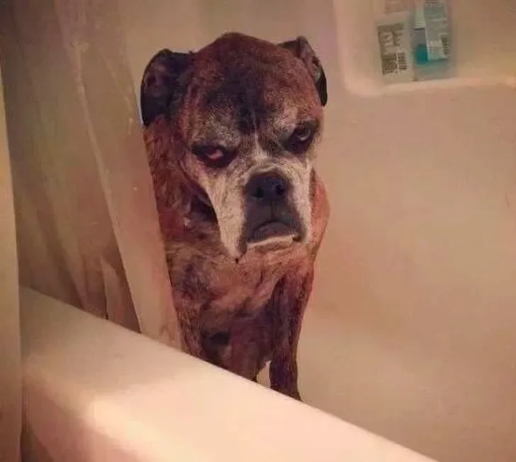 Его еще не начали мыть, а он уже мечтает отомстить».