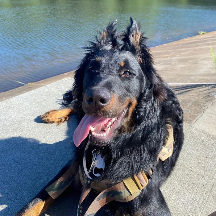 Босерон. Босерон — универсальный работник, так как он может работать охранником и пастухом для овец и крупного рогатого скота, защищая их от волков. Во время войн они также служили посыльными, миноискателями и транспортными собаками, а в мирное время босеронов часто использовали в качестве полицейских или собак-спасателей.