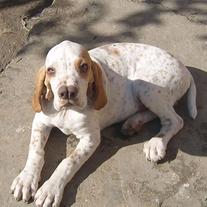 Каталбурун. Каталбурун, выведенный в Турции для охоты на дичь, особенно на куропатку и франколина, является одной из трех пород собак, у которых отчетливый раздвоенный нос. Сегодня существует всего несколько сотен экземпляров, поэтому эта порода считается очень редкой. Благодаря своему острому обонянию, каталбуруны недавно были обучены служить собаками для поиска наркотиков, взрывчатых веществ и поисково-спасательных работ.