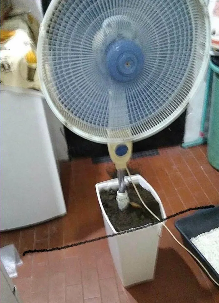 «Ножки вентилятора сломались, поэтому моя бабушка посадила его в горшок».