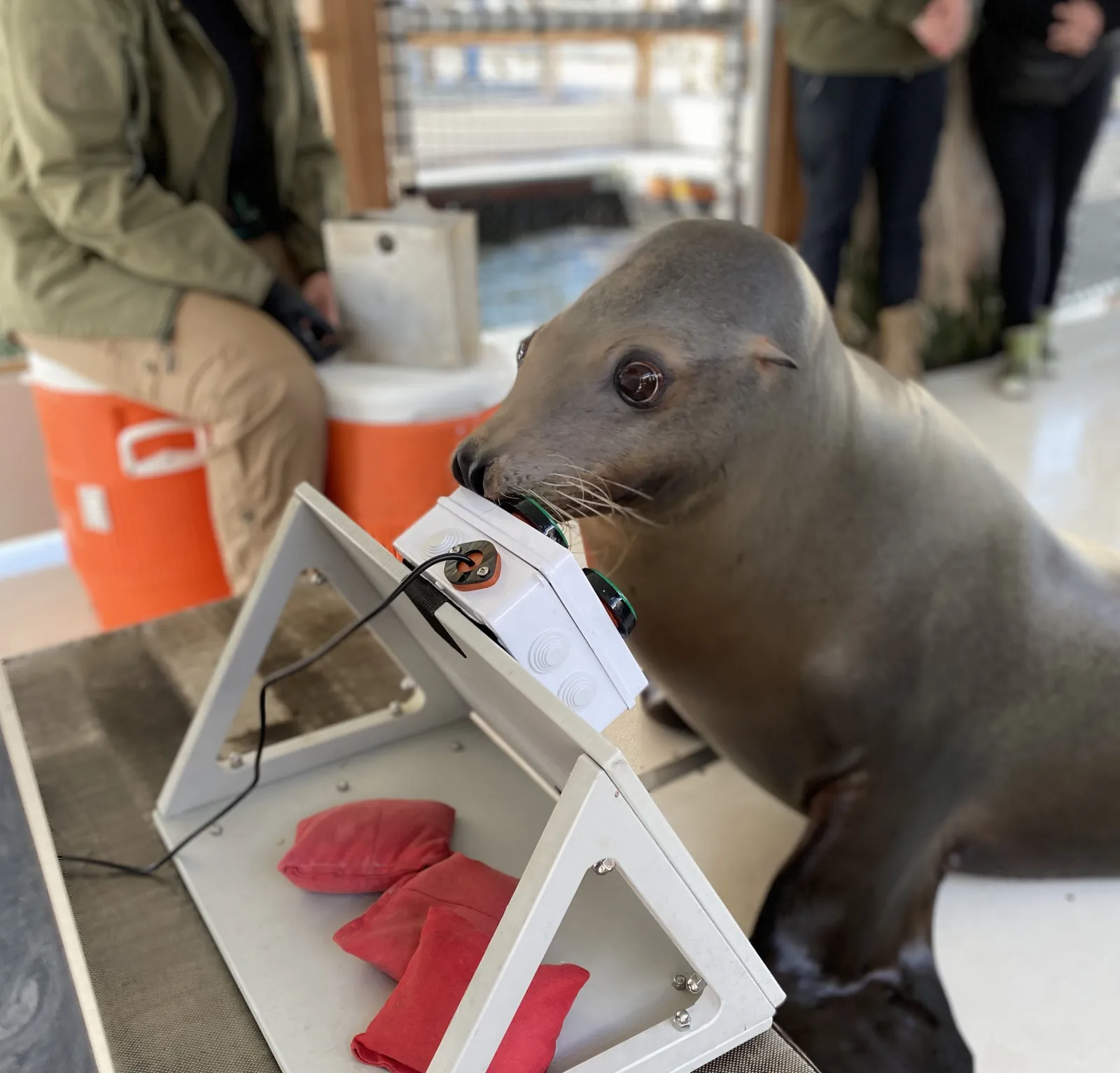 Спайк больше всего любит играть в присутствии дрессировщика.