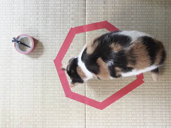 Кошка должна сначала осмотреть круг, ведь она не хочет попасться на какие-либо уловки.