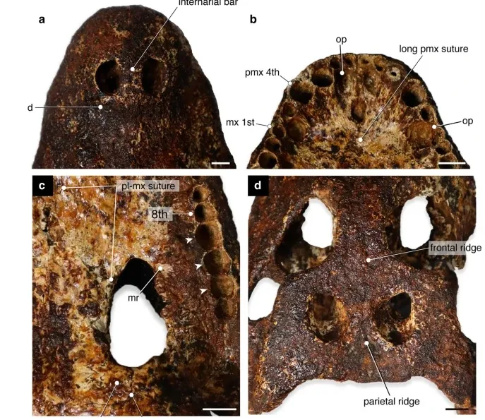 Детали черепа Alligator munensis.