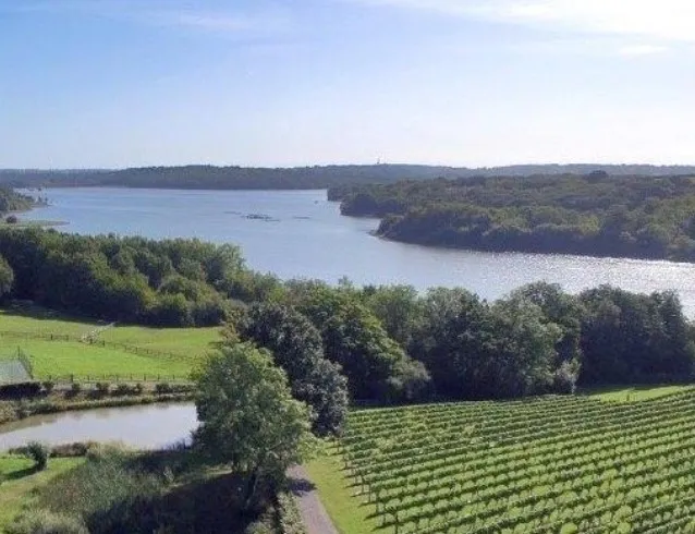 Виноградник Bewl Water Vineyard