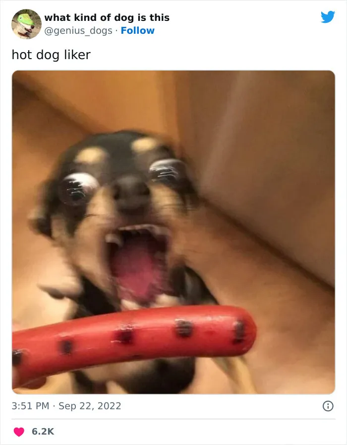 Слона бы съел. Но приходится довольствоваться сосиской.