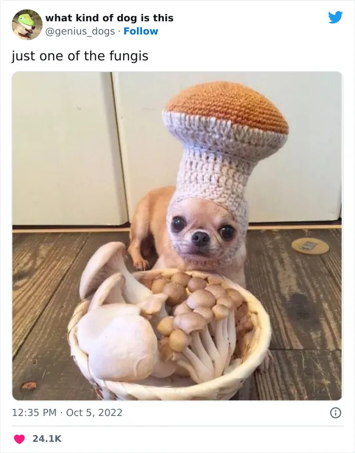 Маленький опёнок.