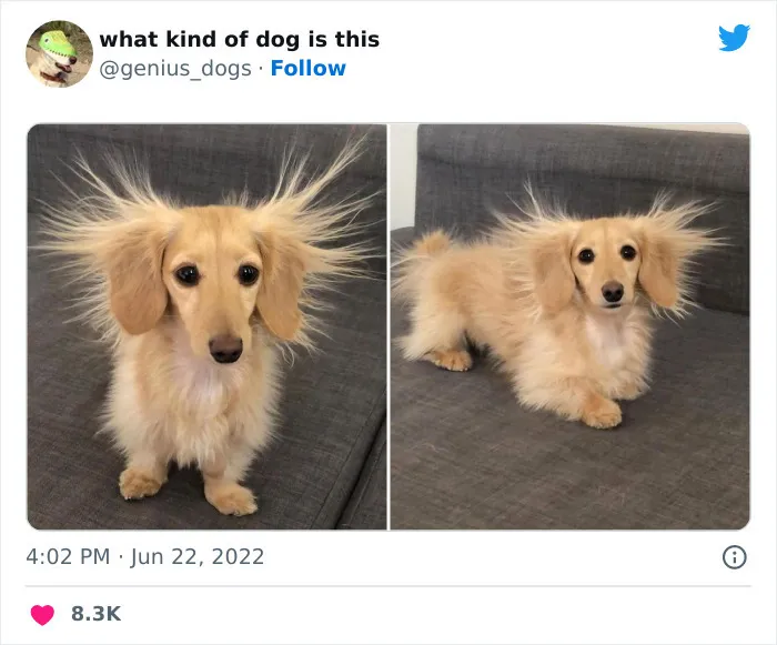 Пёсик не знаком со статическим электричеством.