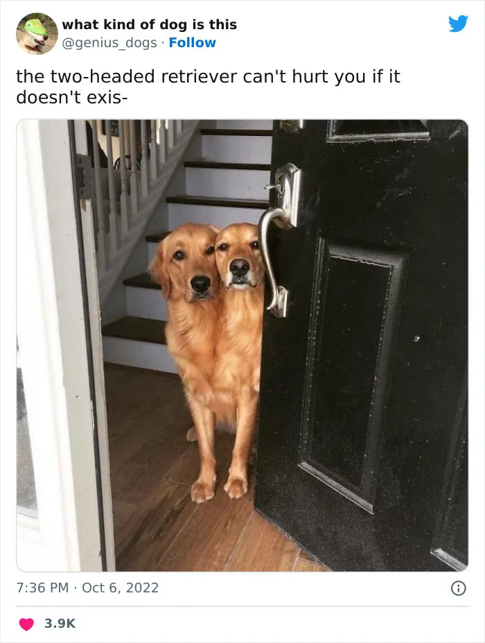 Сиамские ретриверы.